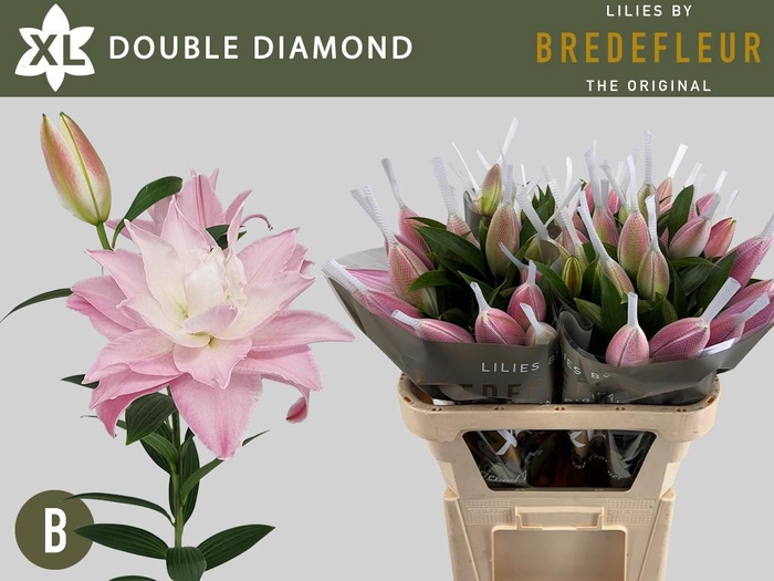 <h4>LI OR DU DOU DIAMOND</h4>