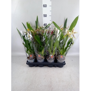 Orchideeen   ...mix