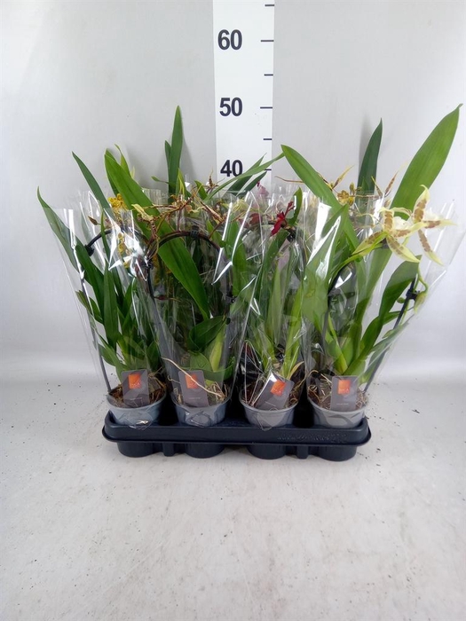 <h4>Orchideeen ...mix</h4>