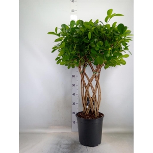 Ficus microcarpa 'Moclame'