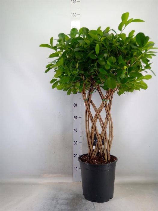 <h4>Ficus microcarpa 'Moclame'</h4>