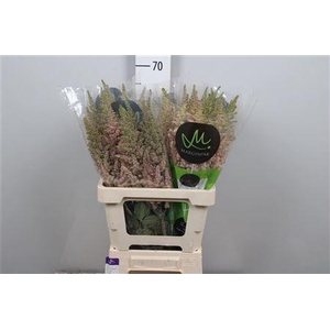 Astil C Vision Inferno