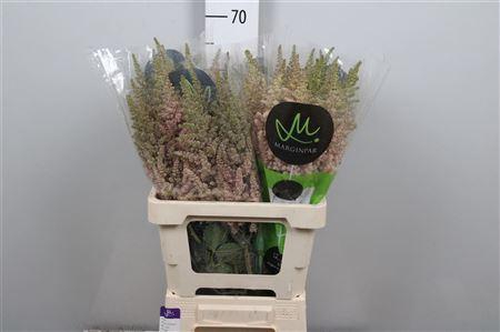 <h4>Astil C Vision Inferno</h4>