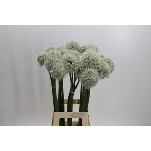 Allium White Giant