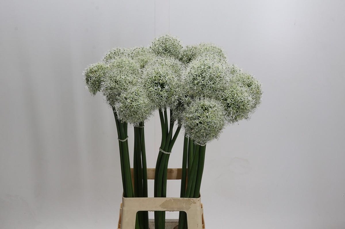 <h4>Allium White Giant</h4>