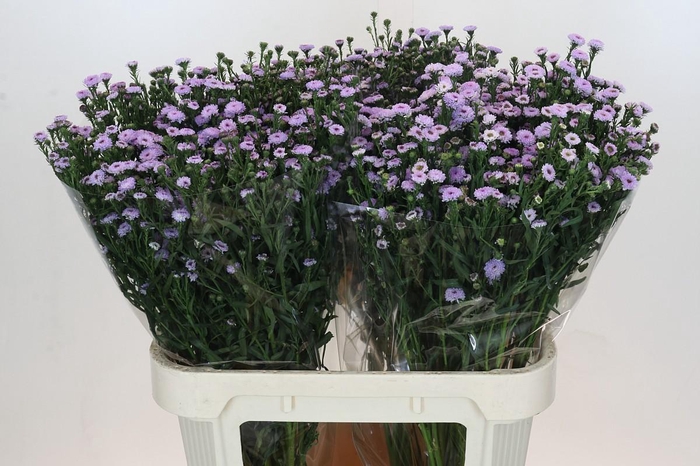 <h4>Aster Baby Parade</h4>