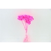 Dried Immortelle Fuchsia 10pcs Bunch Slv