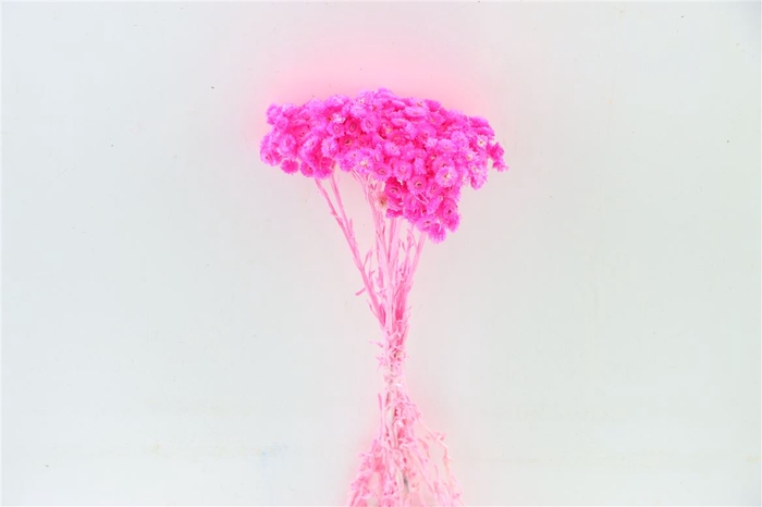 Dried Immortelle Fuchsia 10pcs Bunch Slv