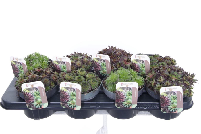 <h4>Sempervivum gemengd</h4>