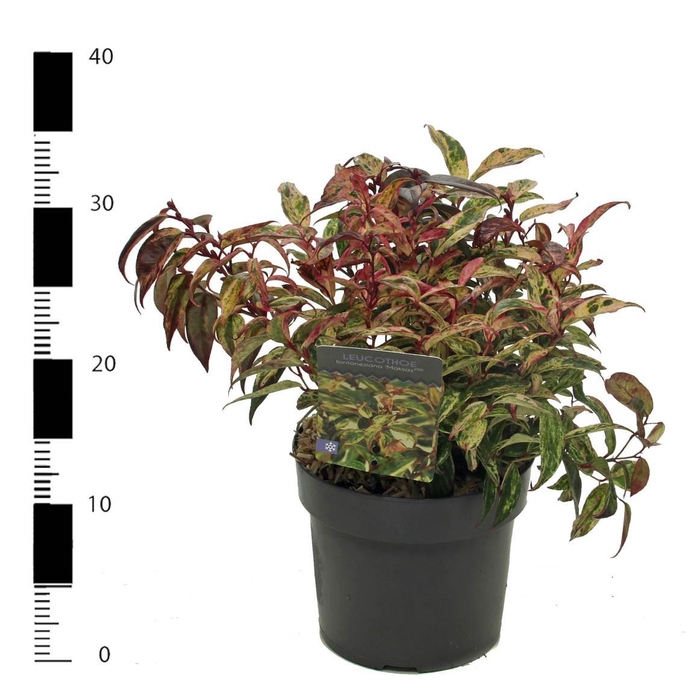<h4>Leucothoe fontanesiana 'Makiejaz'</h4>
