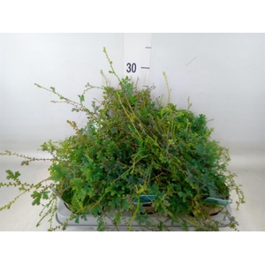 Selaginella uncinata 'Peacock'