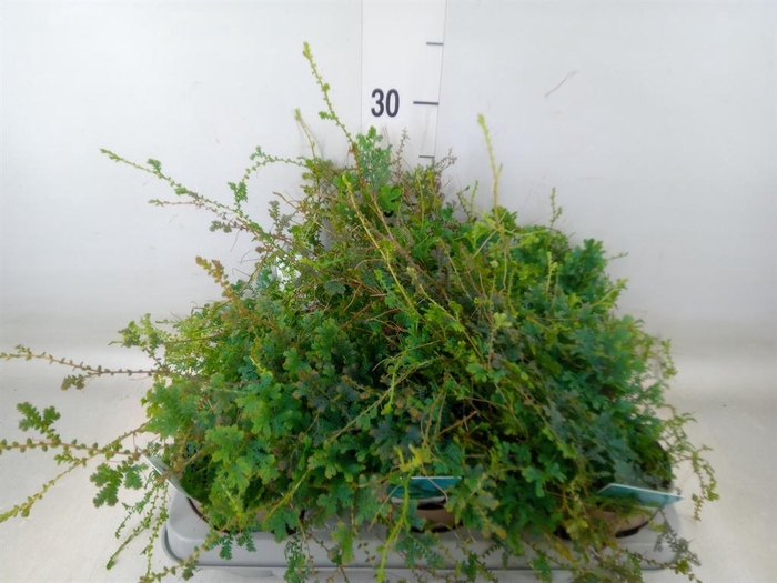 <h4>Selaginella uncinata 'Peacock'</h4>