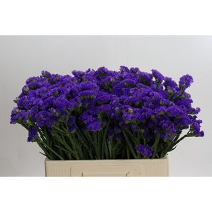 Limonium Crystal Dark Blue