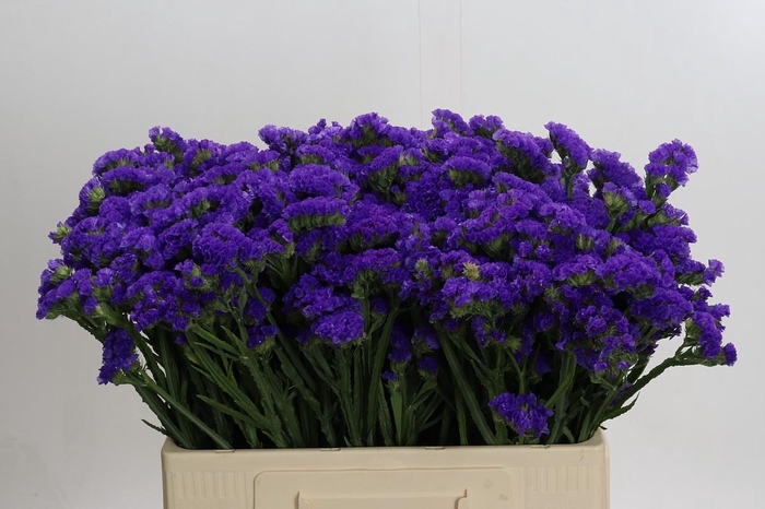 <h4>Limonium Crystal Dark Blue</h4>