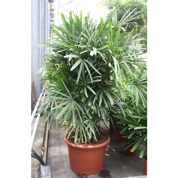 <h4>Rhapis excelsa</h4>