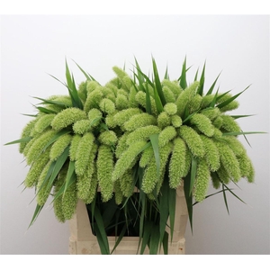 Setaria italica 'Volle Melk'