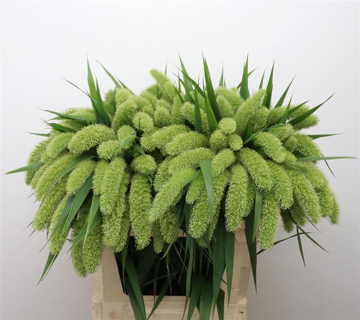 <h4>Setaria italica 'Volle Melk'</h4>