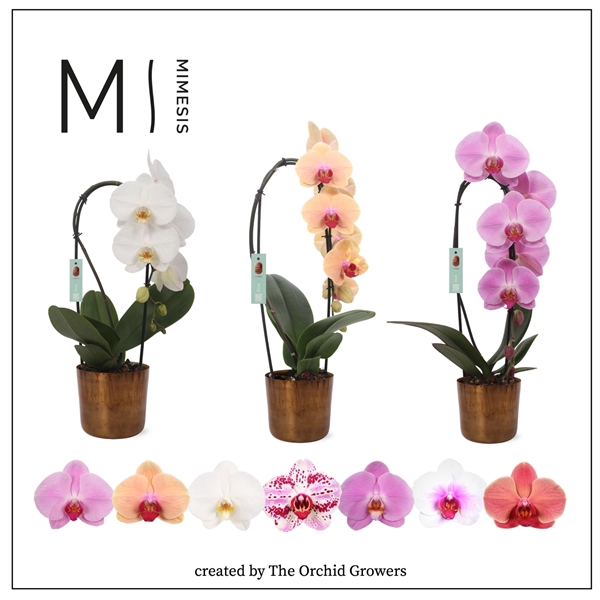 <h4>Mimesis Phal. Flow Mix - 1 spike 12cm in Jess Old Camel Ceramic</h4>