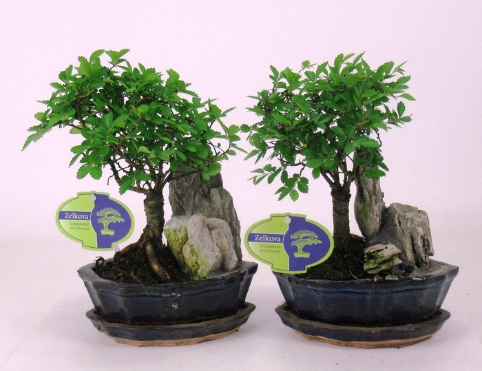 <h4>Zelkova parviflora, 16cm., with rock, with driptray</h4>