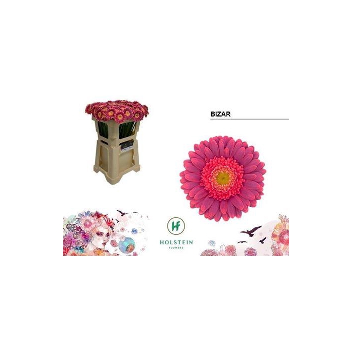 <h4>Ge Mi Bizar</h4>