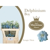 Delphinium Boy