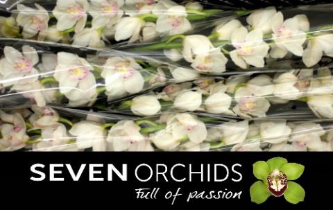 <h4>CYMB T KILIMANJARO</h4>