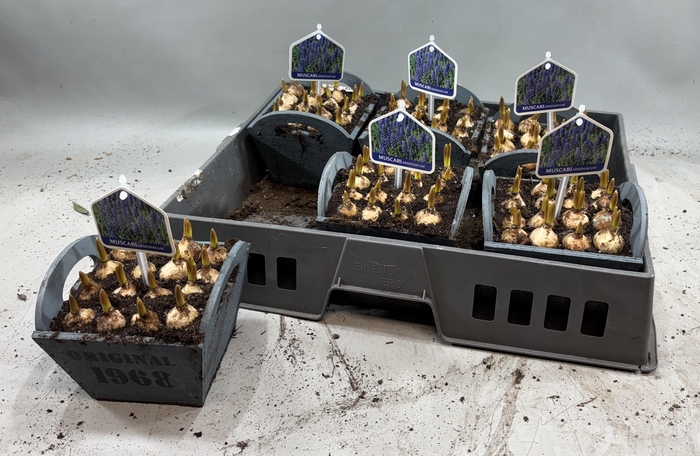 <h4>ARR MUSCARI</h4>