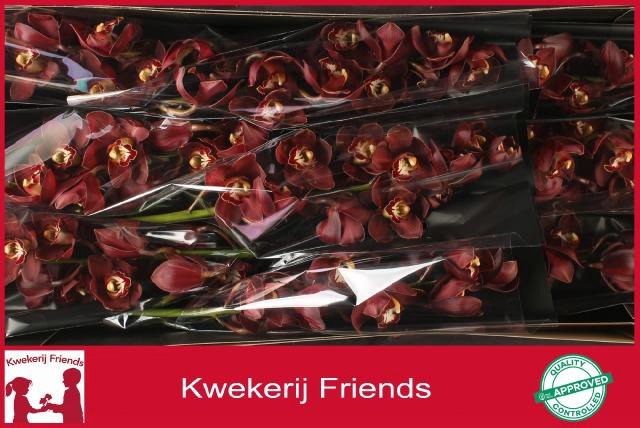 <h4>CYMB T PRIWINE</h4>