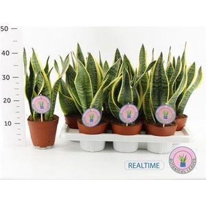 Sansev Futura Superb