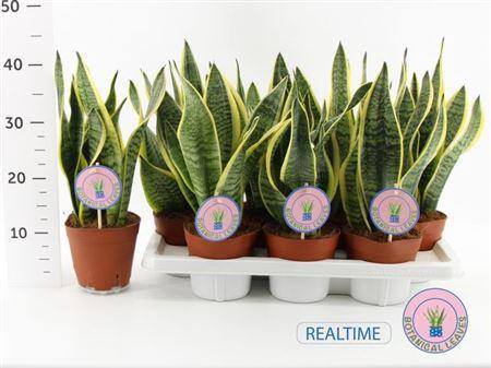 <h4>Sansev Futura Superb</h4>