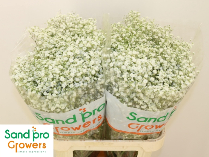 <h4>GYPS PA XLENCE</h4>