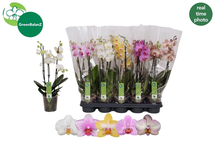 <h4>PHAL GEM 5 KL</h4>