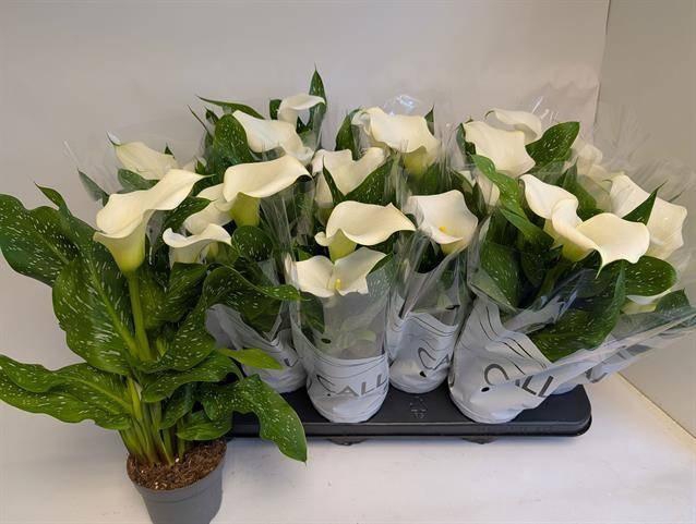 arr8 Zant Capt Fresco