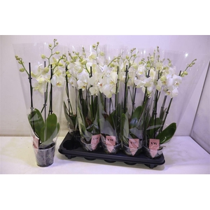 arr8 Phal An Inverness