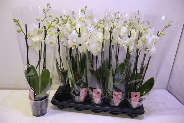 <h4>Phal An Inverness</h4>