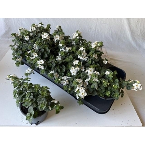 SUT BA CA HUGE WHITE