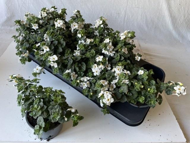 <h4>SUT BA CA HUGE WHITE</h4>