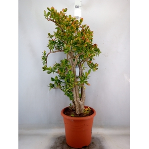 Crassula ovata 'Sunset'