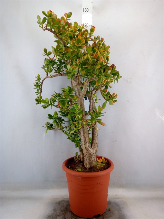 <h4>Crassula ovata 'Sunset'</h4>