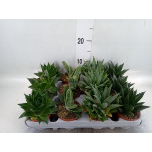 Aloe   ...mix