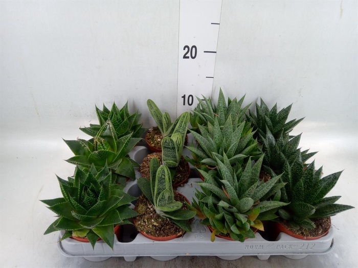 <h4>Aloe   ...mix</h4>