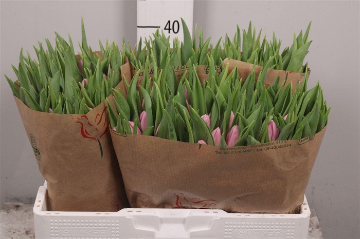 <h4>Tu En Aafke</h4>