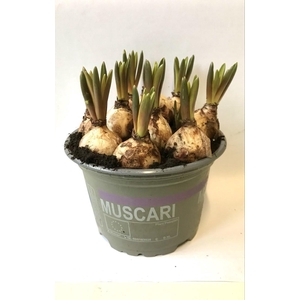 Muscari 12 cm
