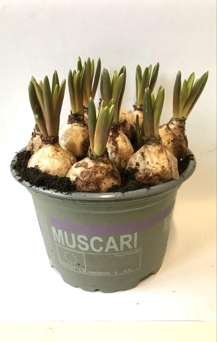 <h4>Muscari 12 cm</h4>