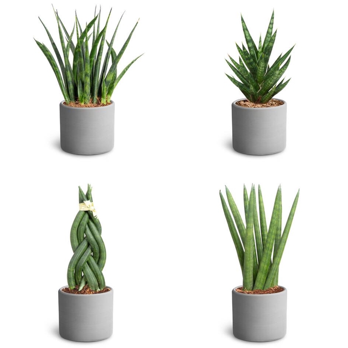 <h4>MIX COLLI P7</h4>