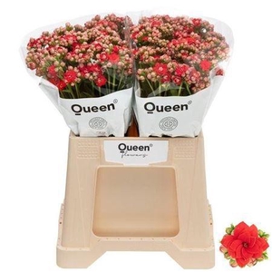 Kal Prett Red Meadow