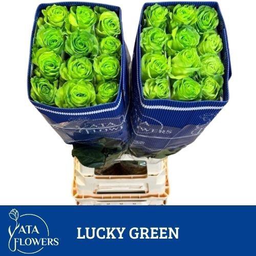 <h4>R Gr Lucky Green</h4>