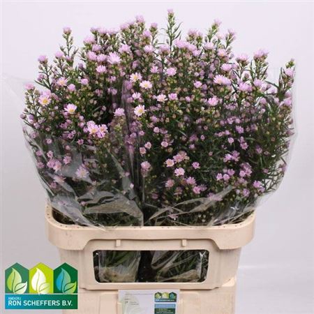 <h4>Aster Claudia</h4>
