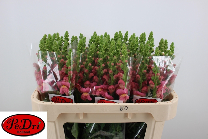 <h4>Antir Antibes Rose</h4>