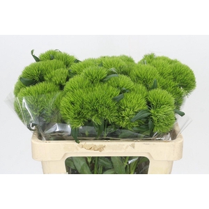 Dianthus Br Kiwi Mellow